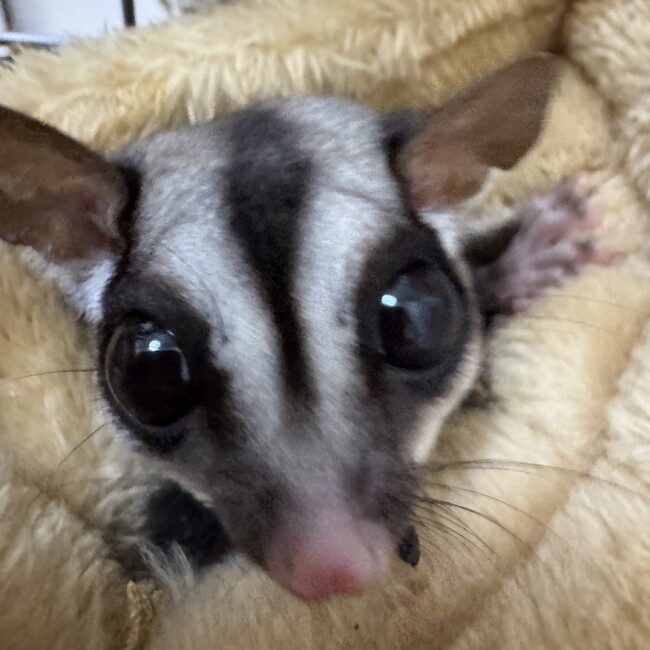 るる^のカバー写真