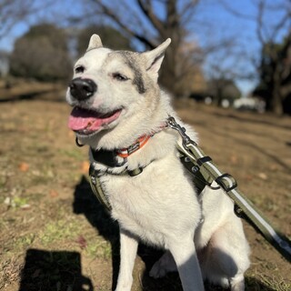 穏やかでマイペースなミックスの男の子　ナカイくん　