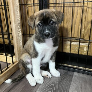 おもしろい色柄なもねちゃん。成長が楽しみ