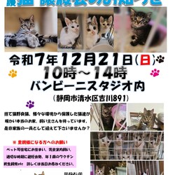 保護ニャンコの譲渡会ｂｙ静岡市清水区