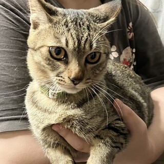 ＊まだまだやんちゃな6ヶ月のキジ猫の男の子です＊