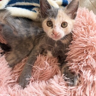 レア柄のパステル三毛ちゃん！約2ヶ月
