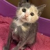 レア柄のパステル三毛ちゃん！約2ヶ月 サムネイル2