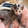 レア柄のパステル三毛ちゃん！約2ヶ月 サムネイル3