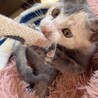 レア柄のパステル三毛ちゃん！約2ヶ月 サムネイル5