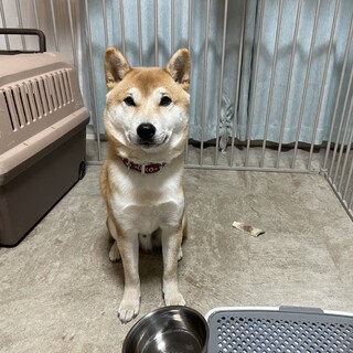 柴犬ごはん大好き男の子