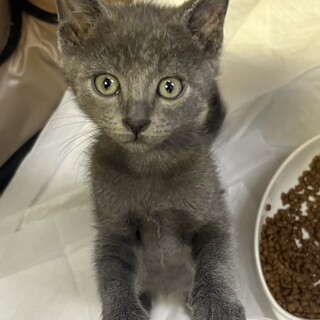 全身グレーのロシアン要素満載くん約２ヶ月