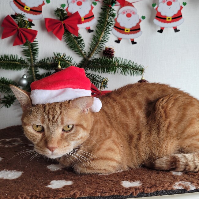 おばあちゃんのカバー写真