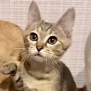 人やお膝が大好き甘え子の美少女アナ姫