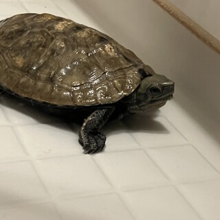 ニホンイシガメの里親募集中