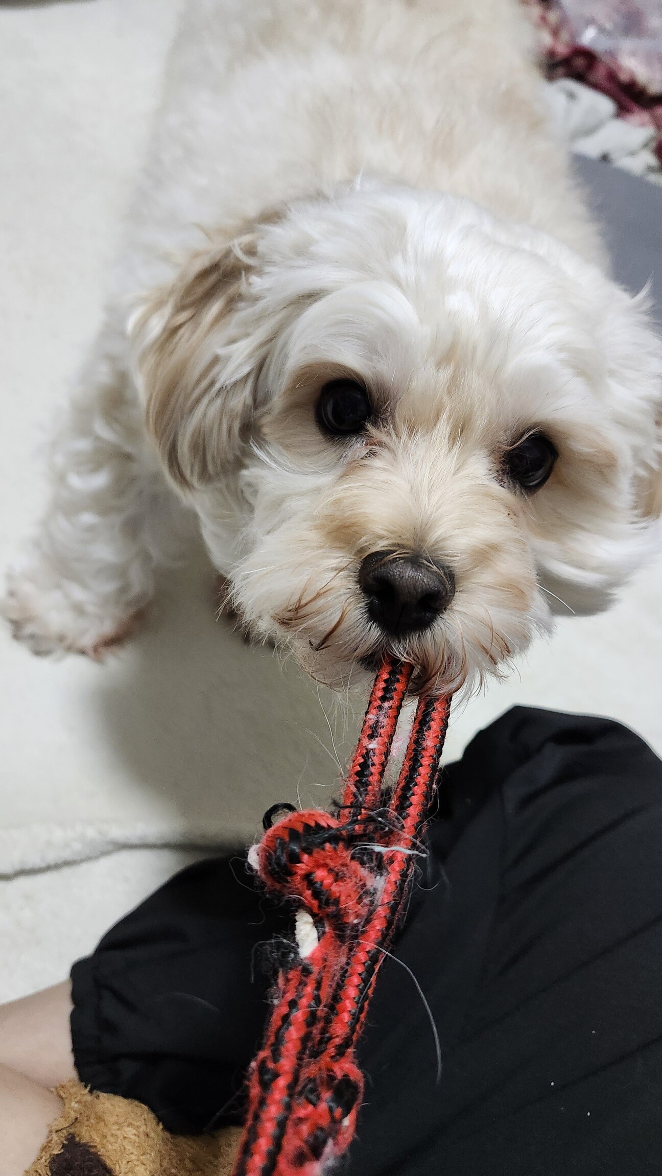 里親様決まりました】飼...」東京都 - 犬の里親募集(532312) 1枚目の 