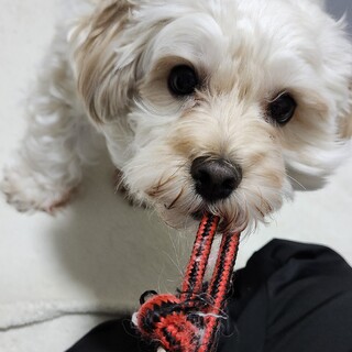 【里親様決まりました】飼い主逝去のマルプー♀ちゃん