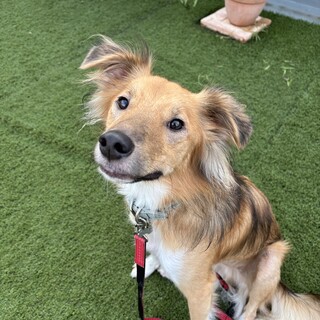 空青（あお）♡雑種１歳の可愛い男の子♡