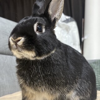 うさぎ　ネザーランドドワーフ