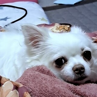 チワワの女の子