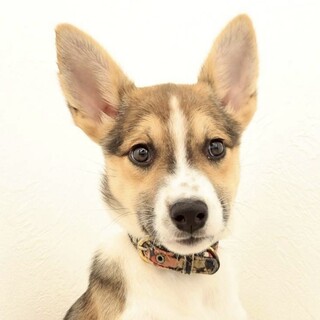 約6ヶ月の可愛い子犬ちゃん！