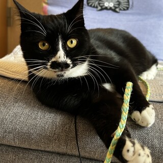 好奇心旺盛！ちょびひげくん