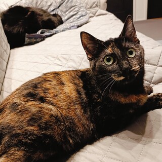 人懐こい元気な子♪サビ猫のゆーこちゃんです