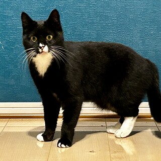 頼れるお母さん！3ニャンのママ猫