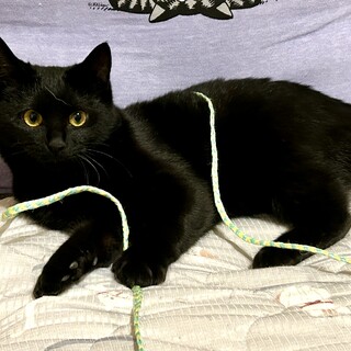 招福黒猫！仲良しの姉妹です