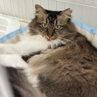 ビビりだけど美しい♡キジ白長毛ちゃん