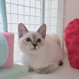 遊ぶの大好き シャムミックス