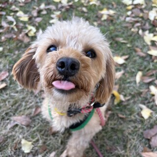 トイプードルミックスの男の子しめじ