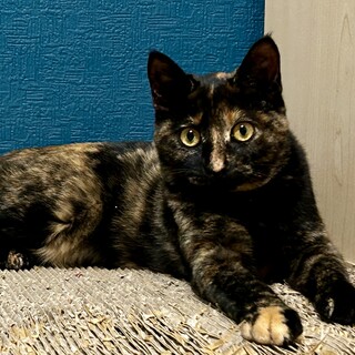 元気いっぱい！サビの仔猫ちゃん　