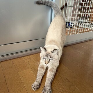 シャムミックス