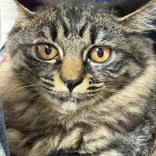 人間不信だけどルックス抜群の長毛姉妹！#2