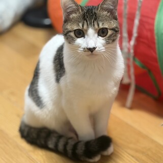 マイペースな強気女子♡ビスコッティ