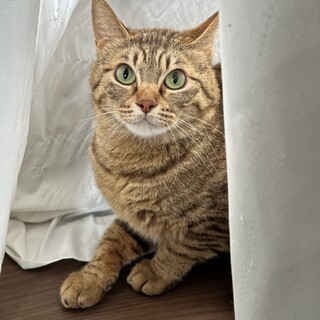 ルックス120%♡家猫修行中の気高いキジトラちゃん