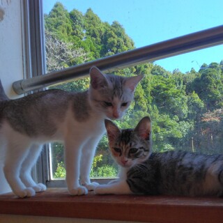 仔猫の里親さん募集！