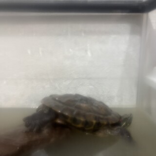 ミシシッピアカミミガメの里親募集