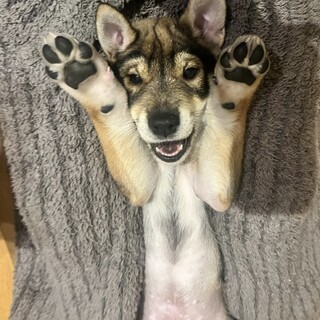 とくしまの犬犬しい犬！男の子・2ヶ月半