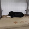 殺処分対象❗️収容期限12/18迄❗️延長なし サムネイル6