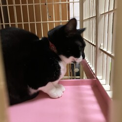 「赤い首輪付けて捨てられていた猫」サムネイル2