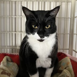 「赤い首輪付けて捨てられていた猫」サムネイル3