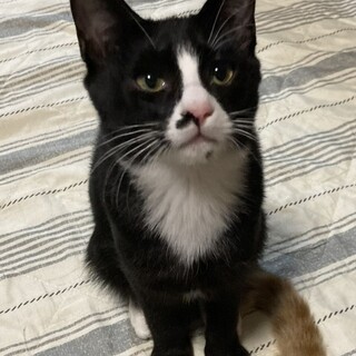 白黒ハチワレ子猫ほくろちゃん、人慣れOK