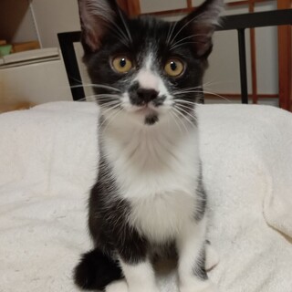 白黒ハチワレの子猫おまめさん、人慣れOK