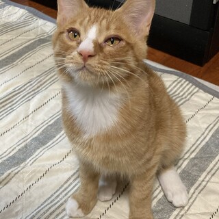 甘えん坊な白茶さん、人慣れOK