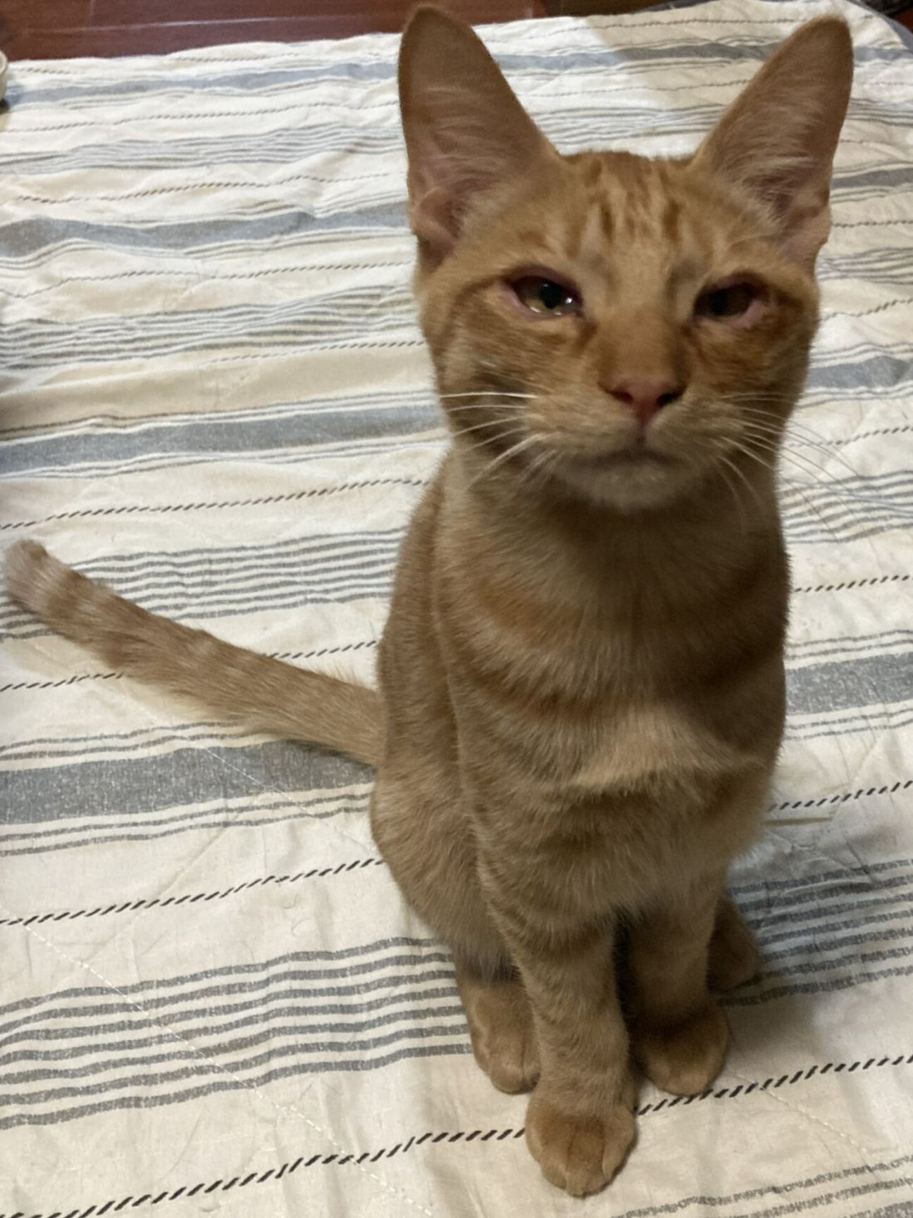 元気な茶トラちゃん、人慣れOK」茨城県 - 猫の里親募集(526364