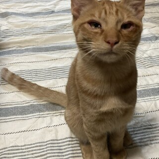 元気な茶トラちゃん、人慣れOK