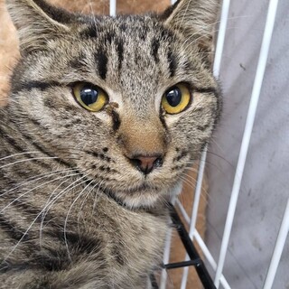 処分対象　収容期限12/17朝まで　延長なし