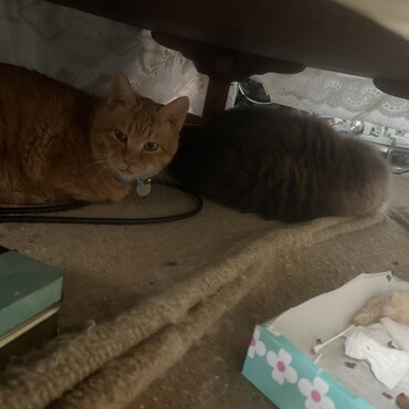 緊急地震速報が出て猫どもテーブルの下に避難！