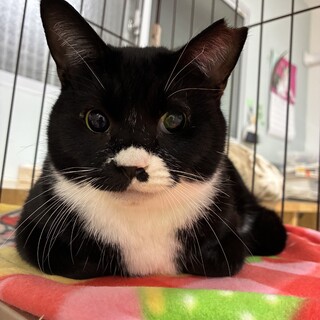 12/21ドン・キホーテ譲渡会譲渡会参加ハチワレ♀