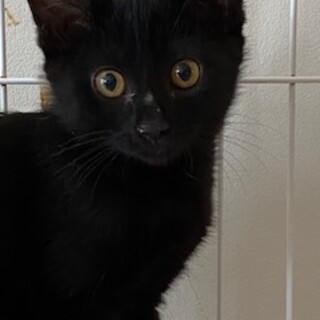 人がとっても大好きな甘えん坊♡　黒猫りぃ君