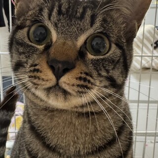 人が大好き♡甘えん坊な子猫♡まあ君