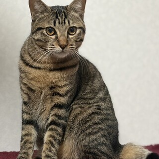 おにぎり4兄弟！甘えん坊⭐︎おかかくん