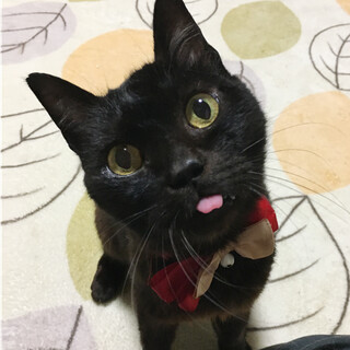 �̂�т�Â���V�I���Ƃڂ���w�Ձ`�����x�W��